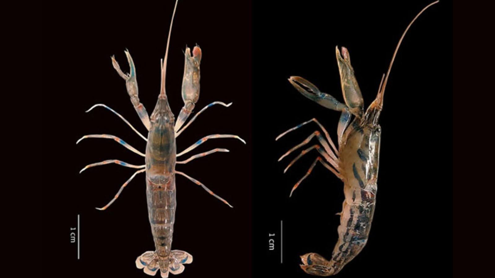 Scientists identify rare new snapping “pistol’ shrimp in Kerala estuary